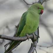 Rose-ringed Parakeet