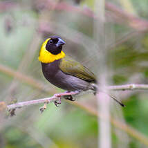 Petit-chanteur de Cuba