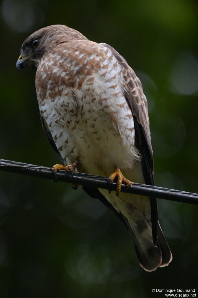 Broad-winged Hawk