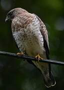 Broad-winged Hawk