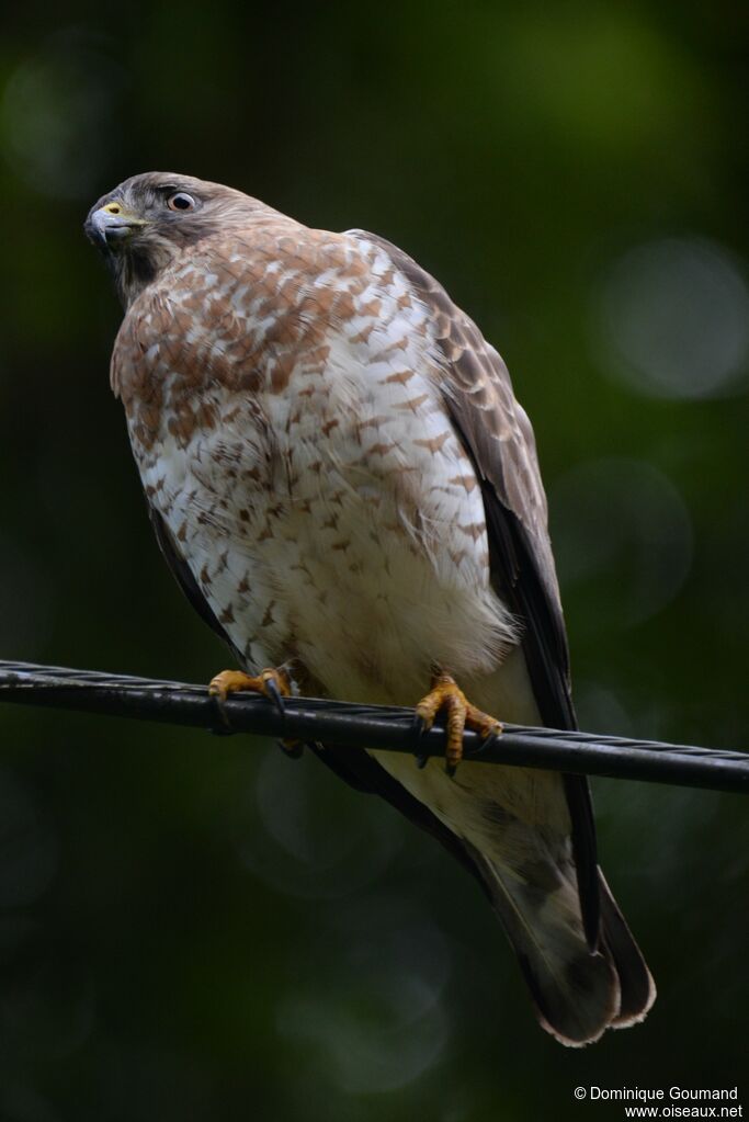 Broad-winged Hawk