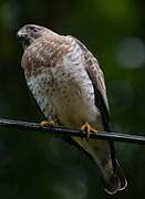 Broad-winged Hawk