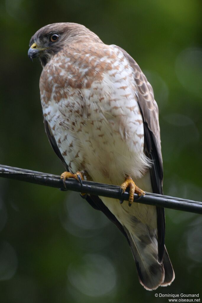 Broad-winged Hawk