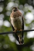 Broad-winged Hawk