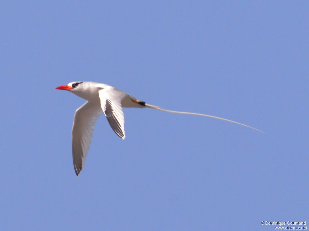 Red-billed Tropicbird male adult