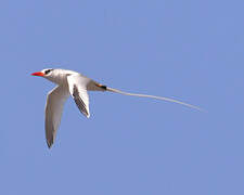 Red-billed Tropicbird