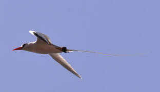 Red-billed Tropicbird