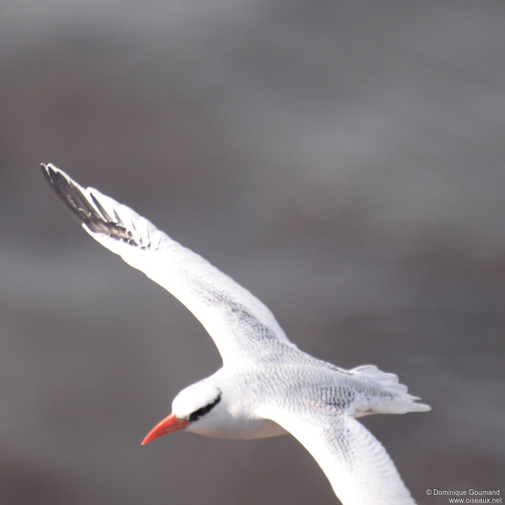 Red-billed Tropicbirdjuvenile