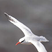 Red-billed Tropicbird