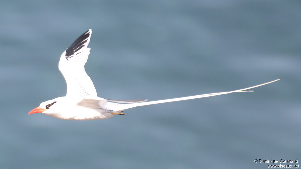 Red-billed Tropicbird female adult