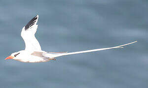 Red-billed Tropicbird