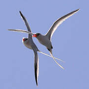 Red-billed Tropicbird