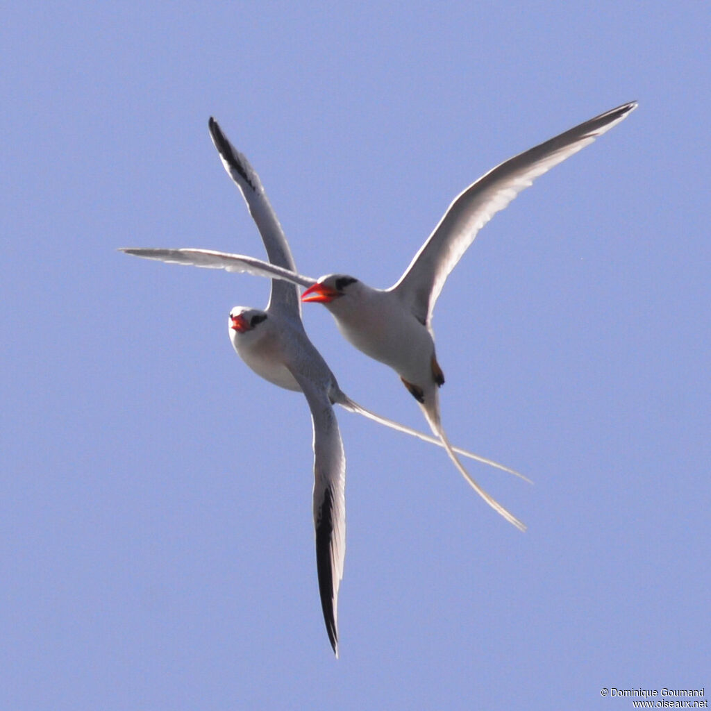 Red-billed Tropicbirdadult