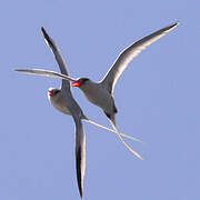 Red-billed Tropicbird