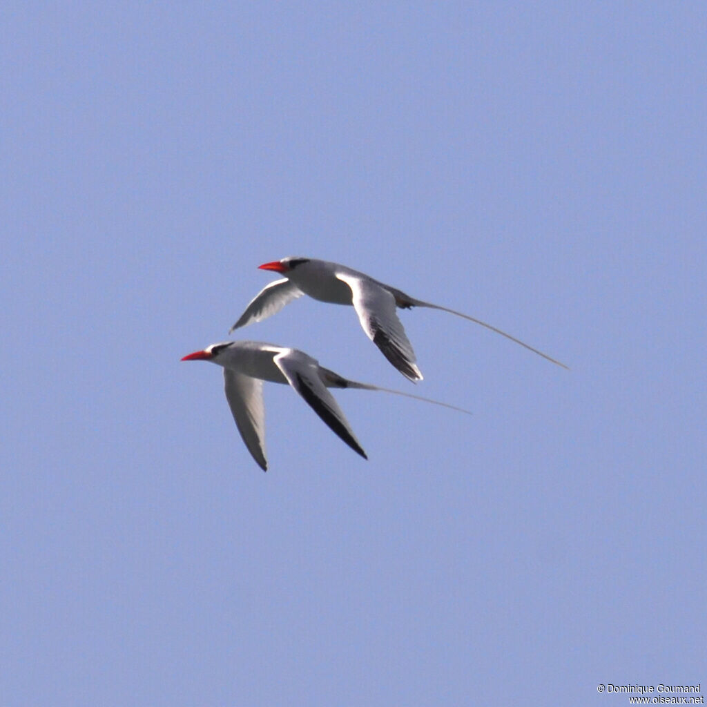 Red-billed Tropicbirdadult