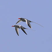 Red-billed Tropicbird