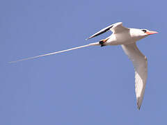 Red-billed Tropicbird