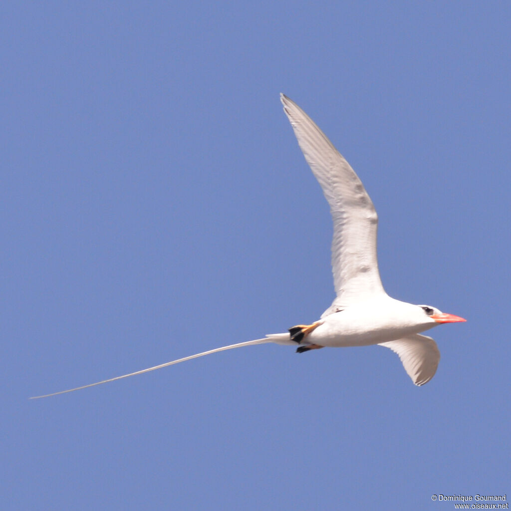 Red-billed Tropicbirdadult