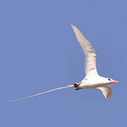 Red-billed Tropicbird