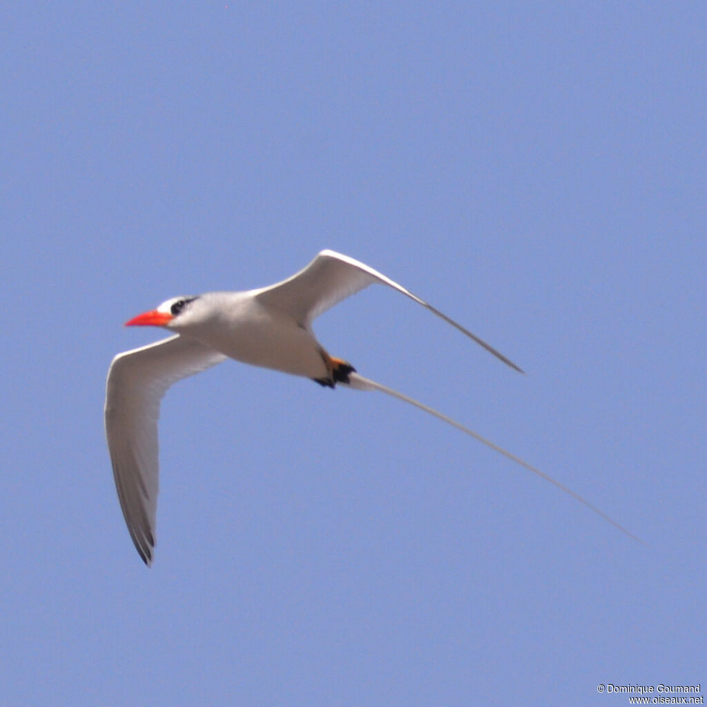 Red-billed Tropicbirdadult