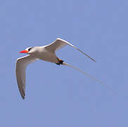 Red-billed Tropicbird