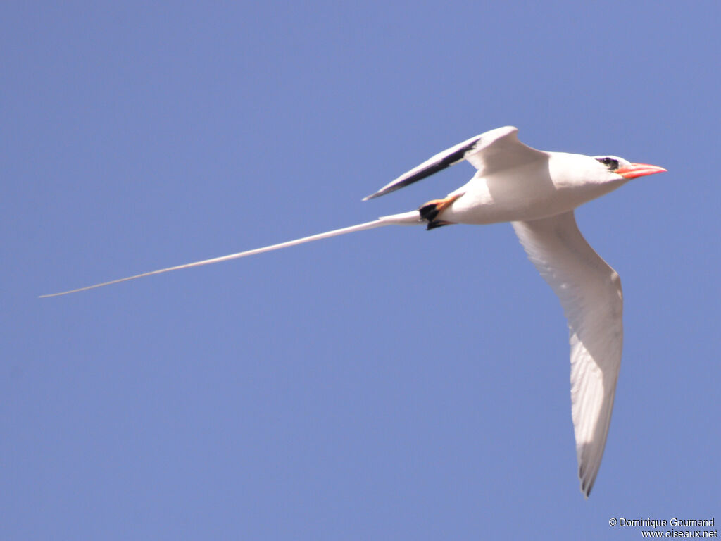 Red-billed Tropicbirdadult