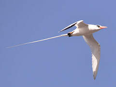 Red-billed Tropicbird