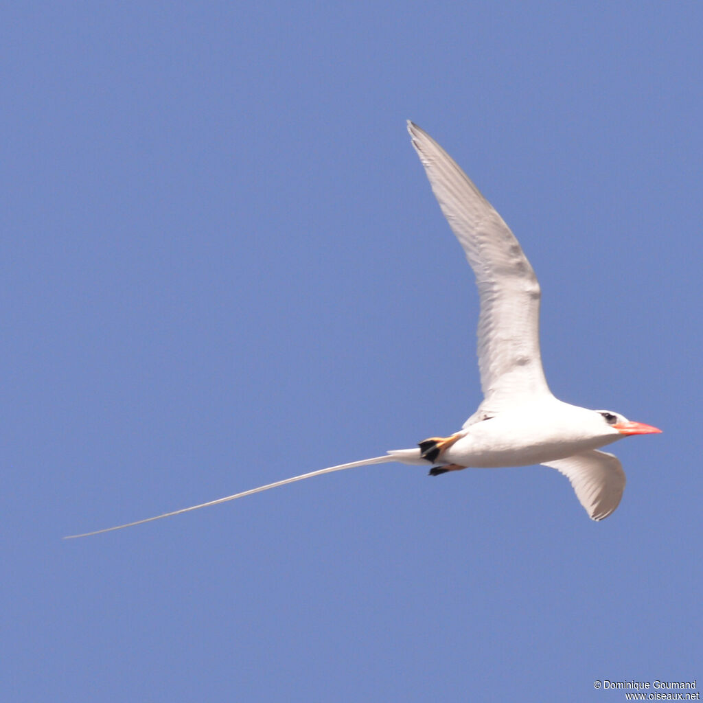 Red-billed Tropicbird female adult