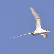 Red-billed Tropicbird