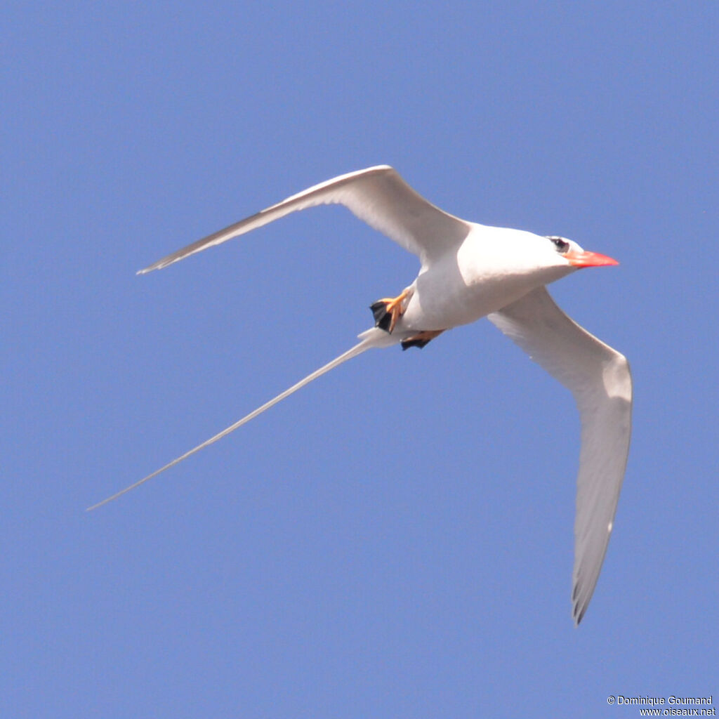 Red-billed Tropicbird female adult