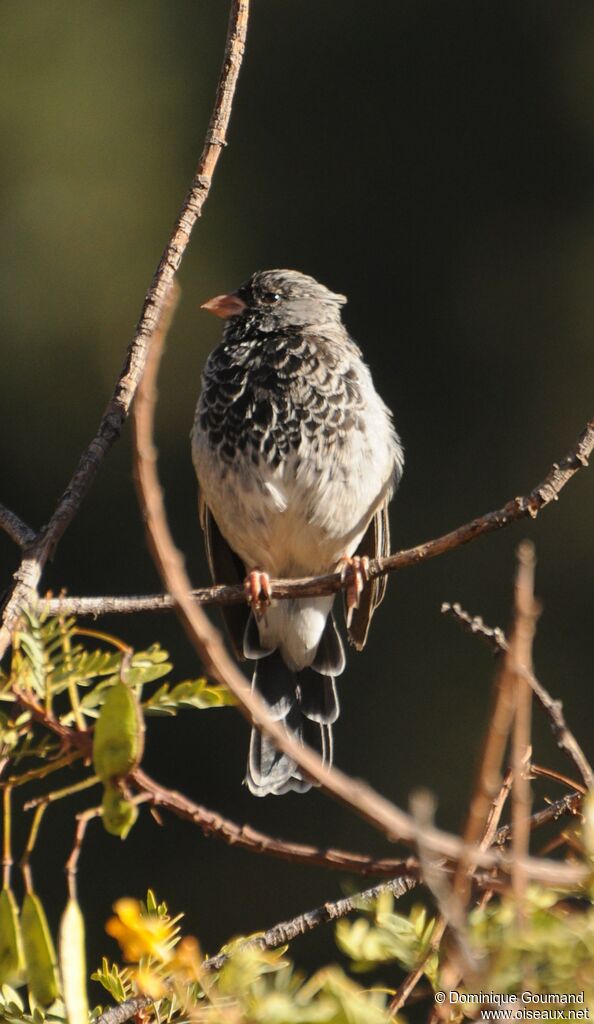 Mourning Sierra Finch male