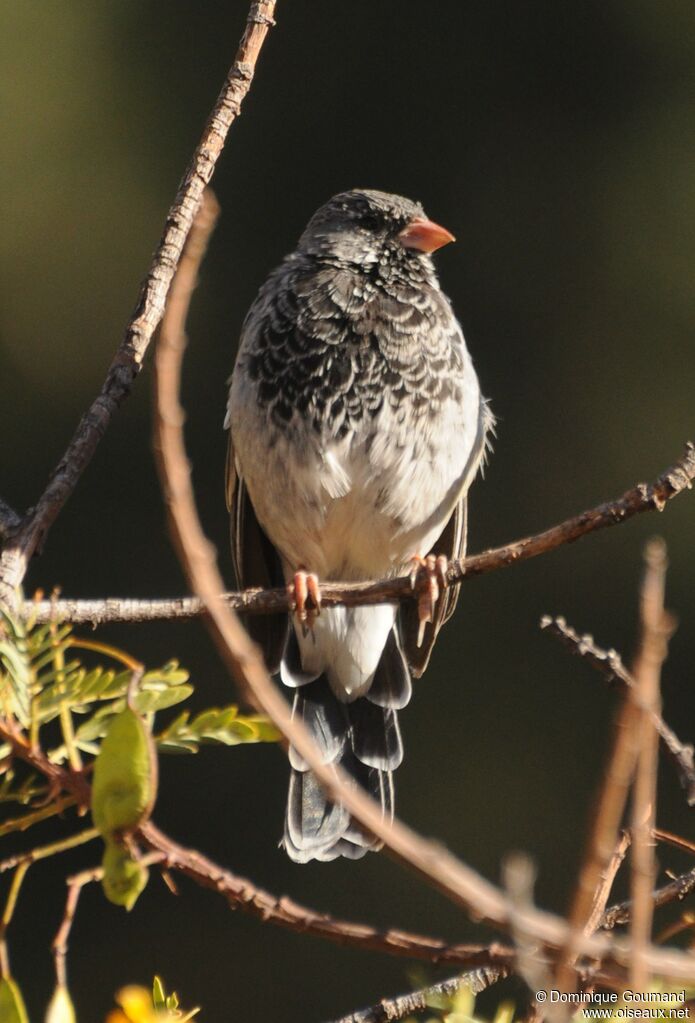 Mourning Sierra Finch male