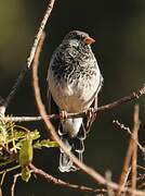 Mourning Sierra Finch