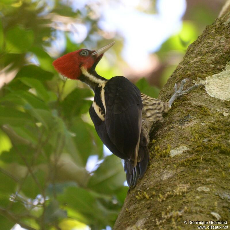 Pale-billed Woodpecker male adult