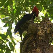 Pale-billed Woodpecker