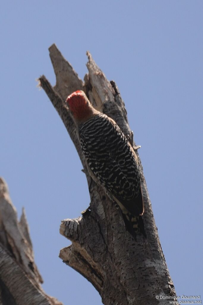 Pic à couronne rouge mâle adulte