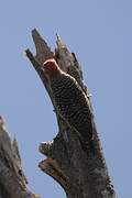 Red-crowned Woodpecker