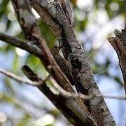 Red-crowned Woodpecker