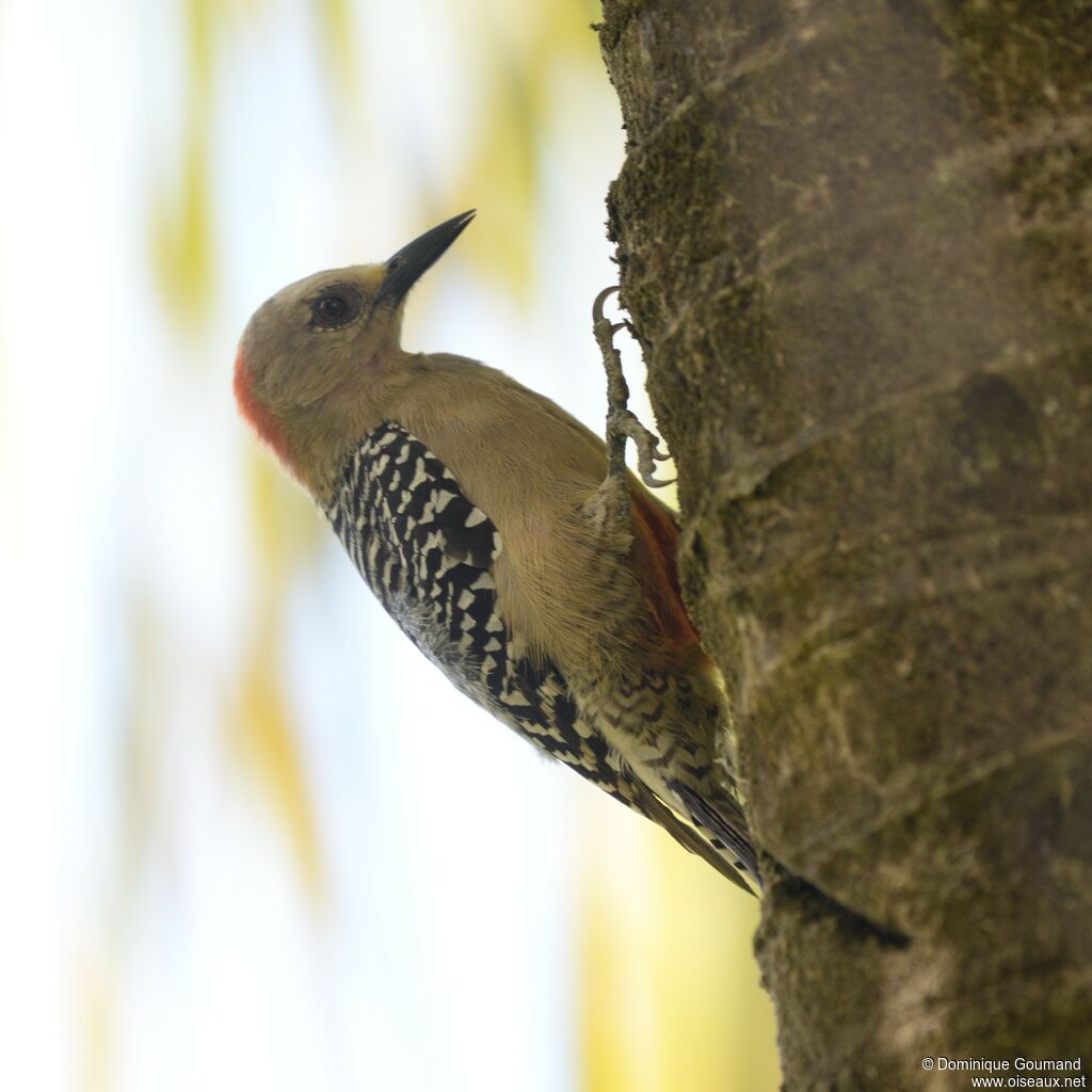 Red-crowned Woodpecker male adult