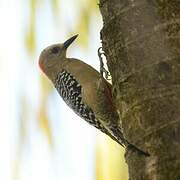 Red-crowned Woodpecker