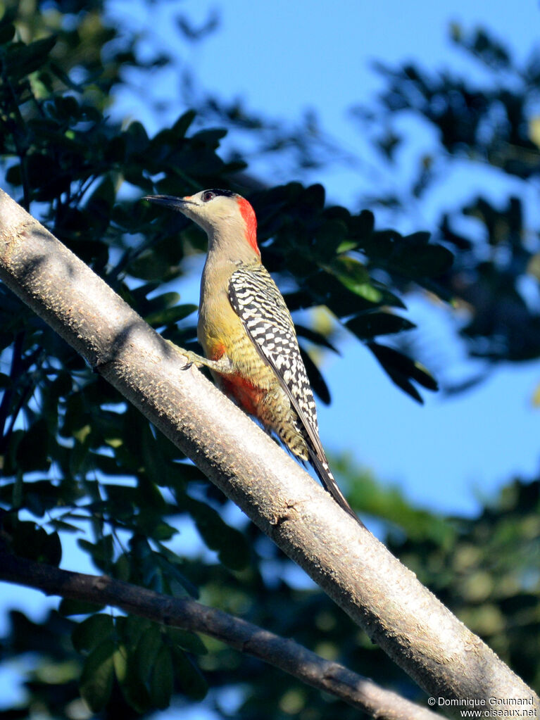 Pic à sourcils noirs