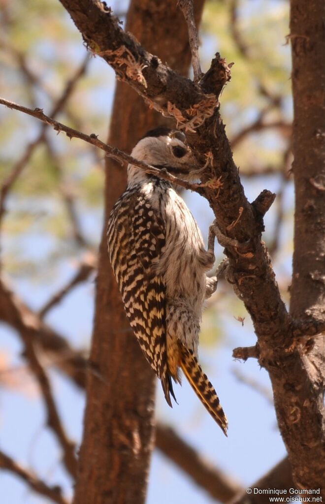 Cardinal Woodpecker female adult