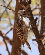 Cardinal Woodpecker