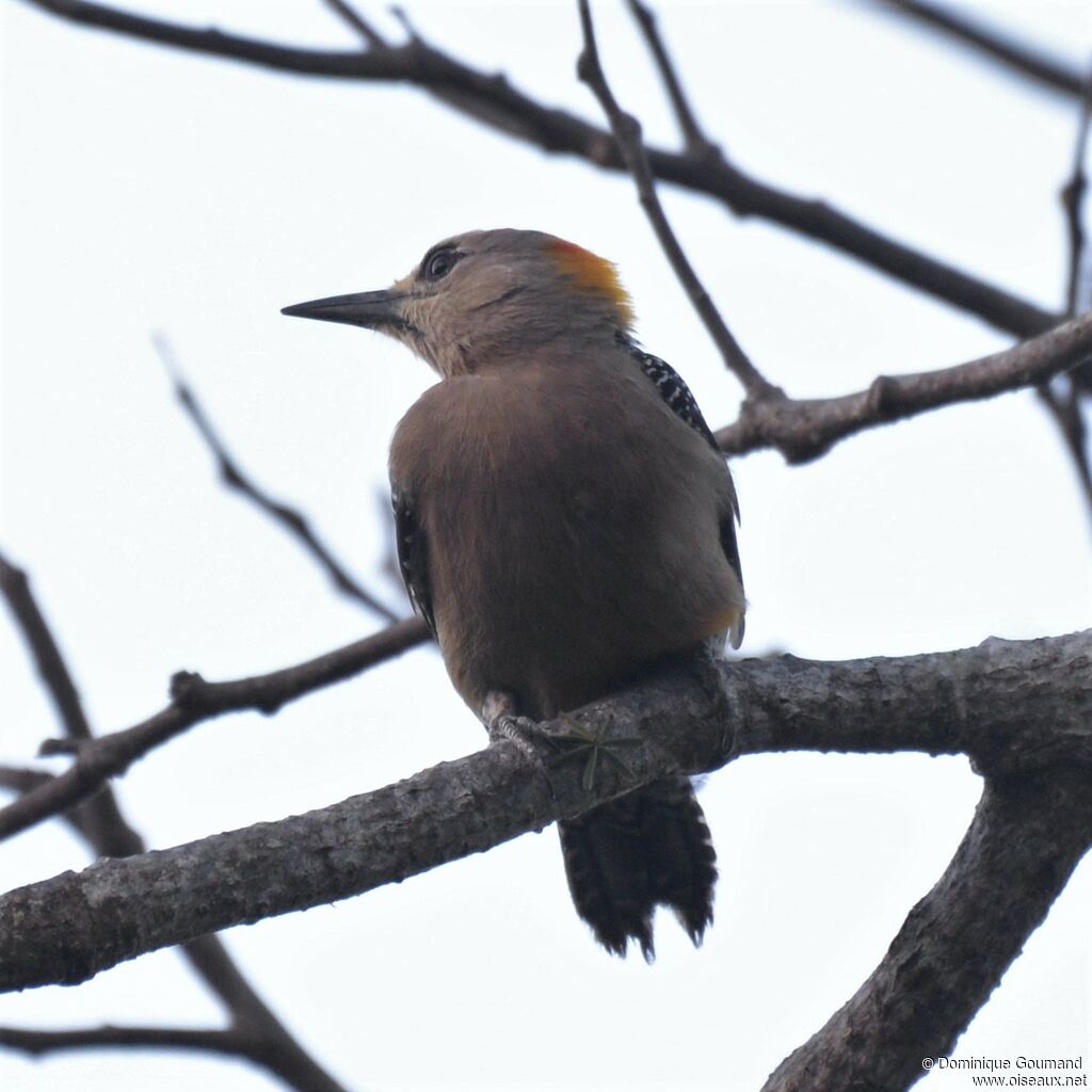 Hoffmann's Woodpeckeradult