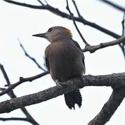 Hoffmann's Woodpecker