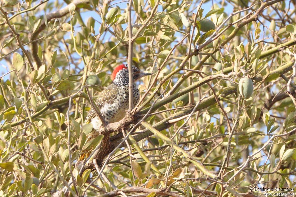 Nubian Woodpecker female