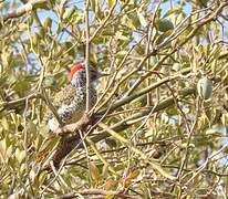 Nubian Woodpecker