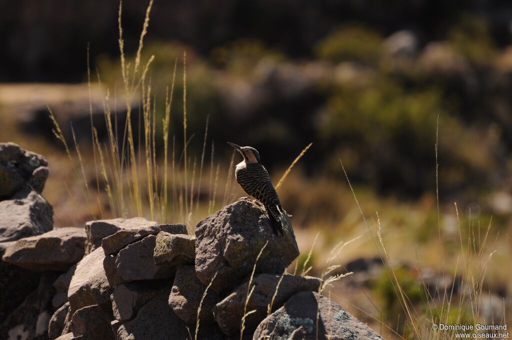 Andean Flicker