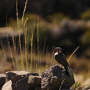 Andean Flicker