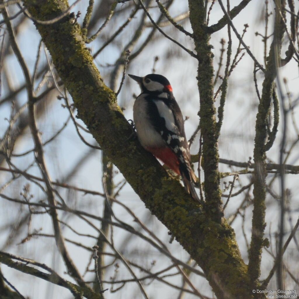 Great Spotted Woodpecker male adult